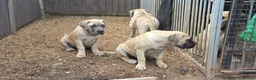 Boerboel dogs for sale: SABBS REGISTERED KENNEL - Advert 10
