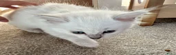 Ragdoll cats for sale: Last boy now reduced  - Advert 4