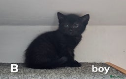 Maine Coon cats for sale: Maine coon cross kittens  - Advert 9