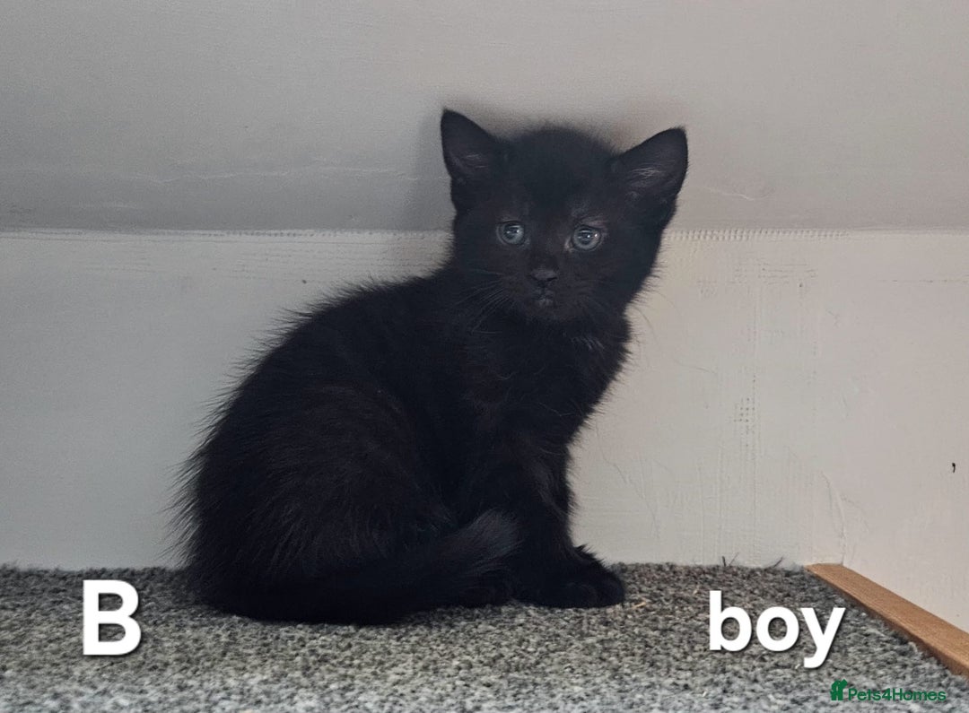 Maine Coon cats for sale: Maine coon cross kittens  - Advert 9