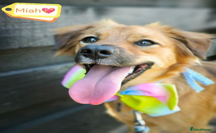 Mixed Breed dogs - Advert 13