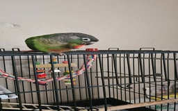 Conures birds for sale: CONURE For sale Around 6month old tamed and reared - Advert 3