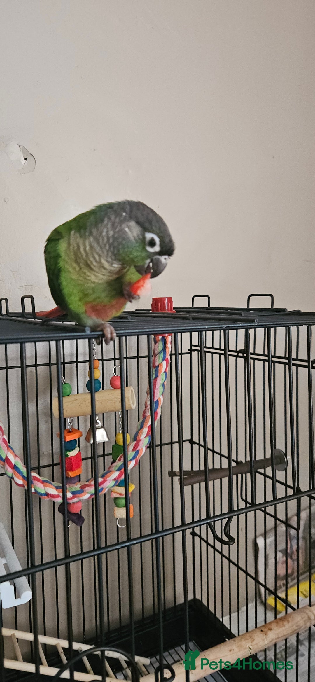 Conures birds for sale: CONURE For sale Around 6month old tamed and reared - Advert 3