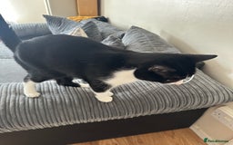 Domestic Shorthair cats for sale: Lovely cat-Tuxedo black and white breed  - Image 3