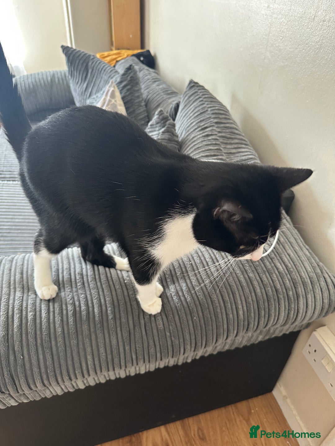 Domestic Shorthair cats for sale: Lovely cat-Tuxedo black and white breed  - Image 3