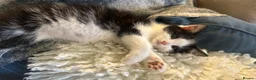 Mixed Breed cats for sale: Beautiful litter domestic short haired kittens - Advert 9