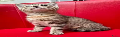 Lady Tabby