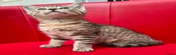 Mixed Breed cats for sale: Big Litter Big Love ❤️  - Advert 9