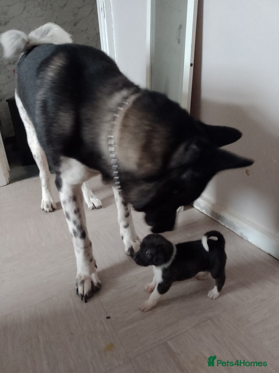 Mixed Breed dogs for sale: Staffy x Akita Puppies - Advert 11