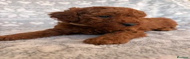 Toy Poodle 6