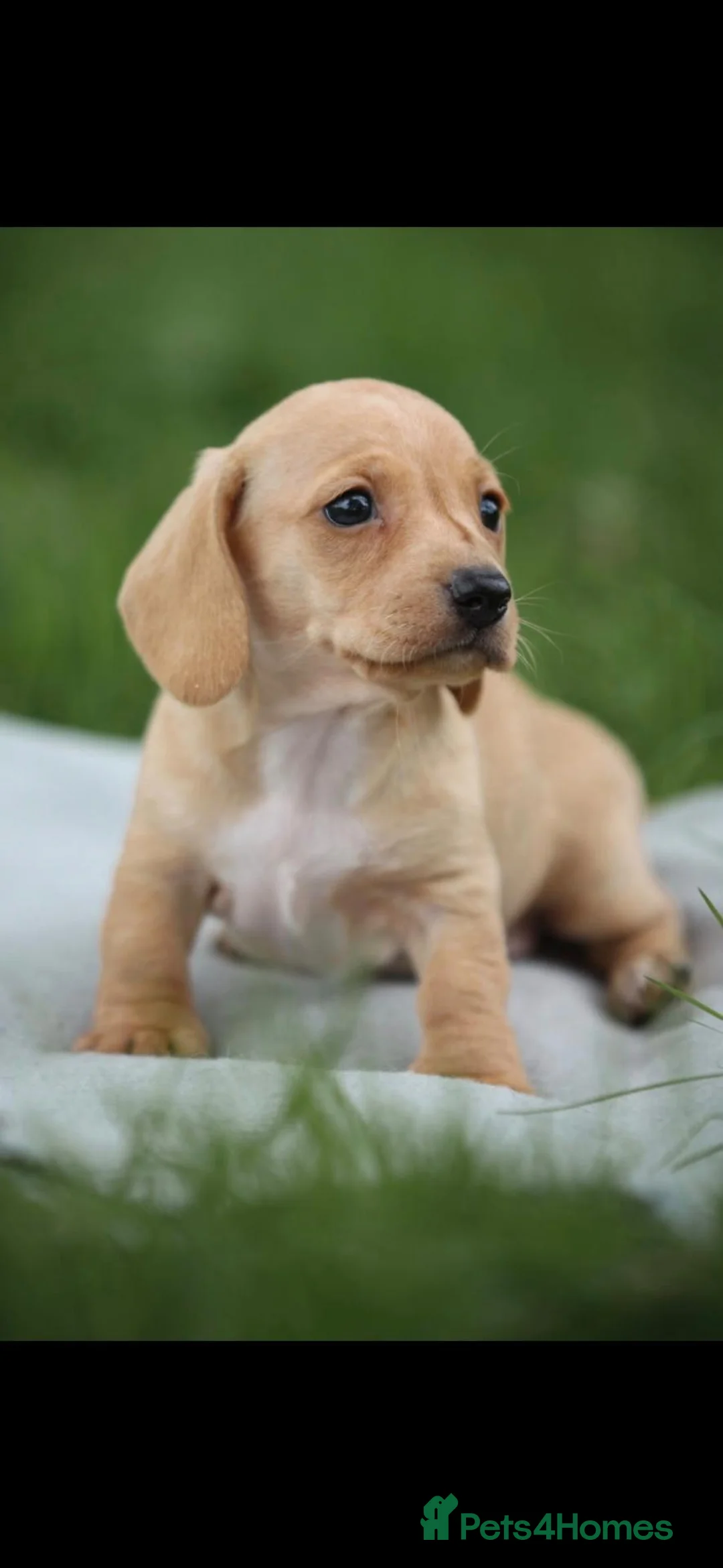 Dachshund dogs for sale: Miniature Cream Smooth Dachshunds Ready Now - Advert 18