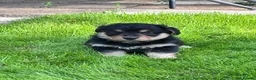 Mixed Breed dogs for sale: Corgipoos - Advert 11
