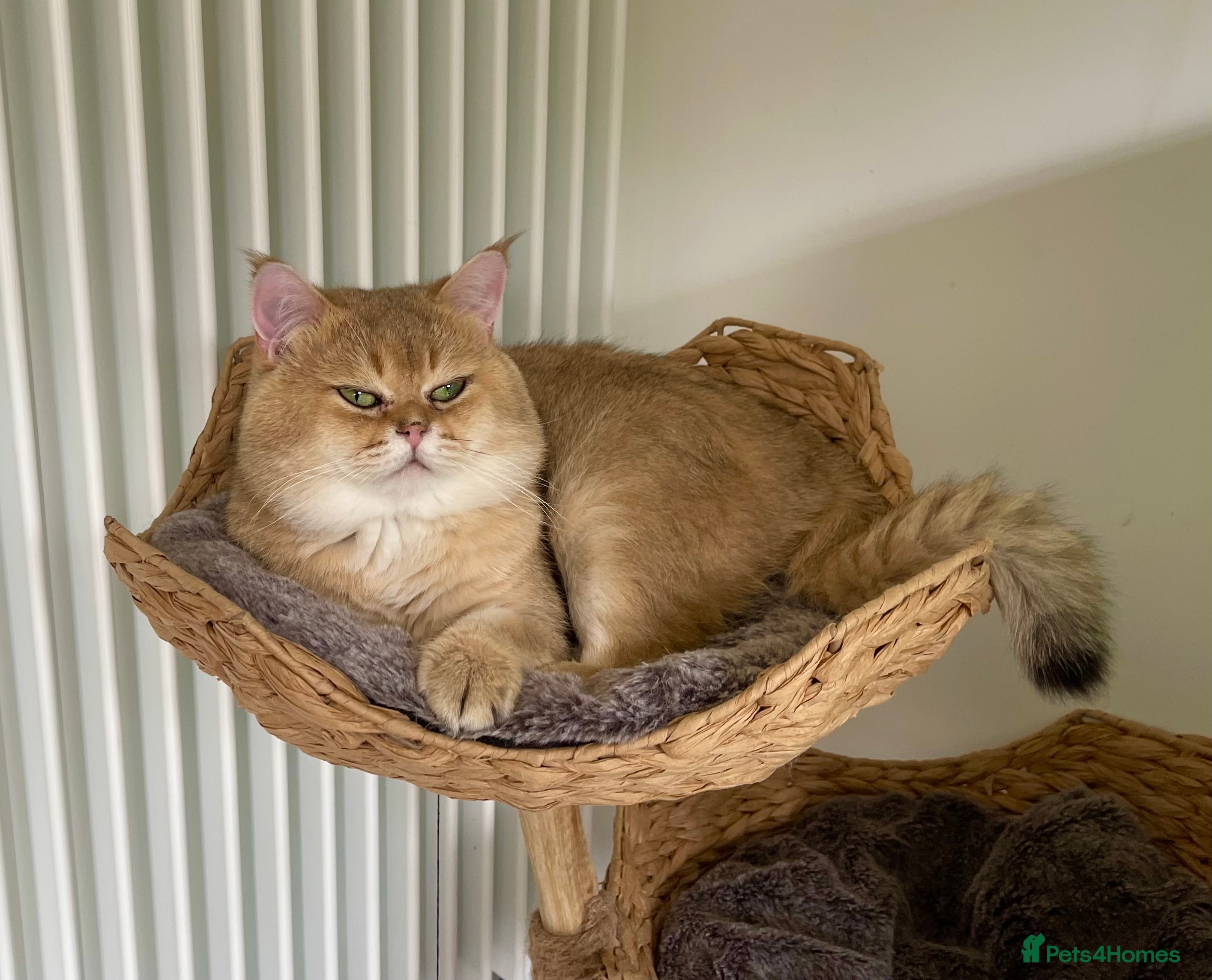 Scottish Fold cats NY11 GOLDEN CHINCHILLA SCOTTISH FOLD MALE FOR STUD - Advert 2