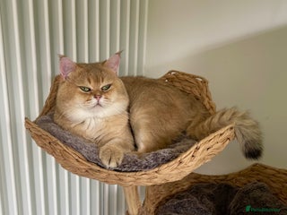 Scottish Fold cats - Advert 8