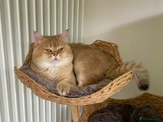 Scottish Fold cats NY11 GOLDEN CHINCHILLA SCOTTISH FOLD MALE FOR STUD - Advert 11