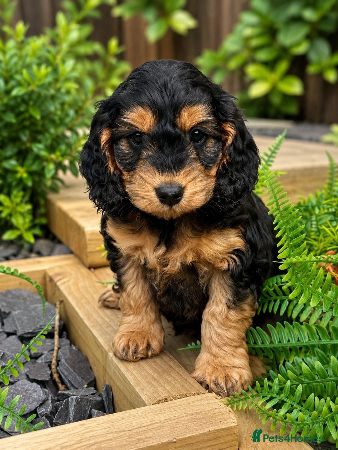 Cockapoo dogs Stunning  F1 Cockapoo black sable  - Advert 2
