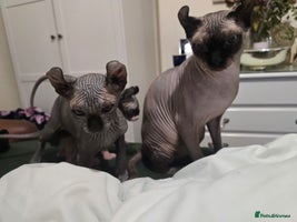 Sphynx cats - Advert 8