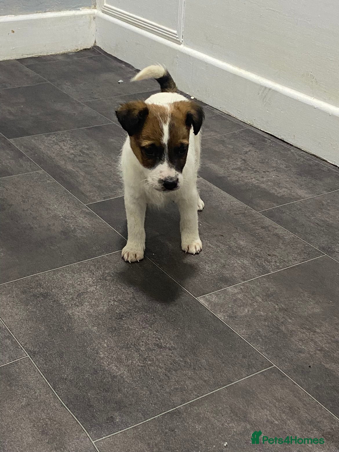 Mixed Breed dogs Jacky/Lakeland terrier  - Advert 2