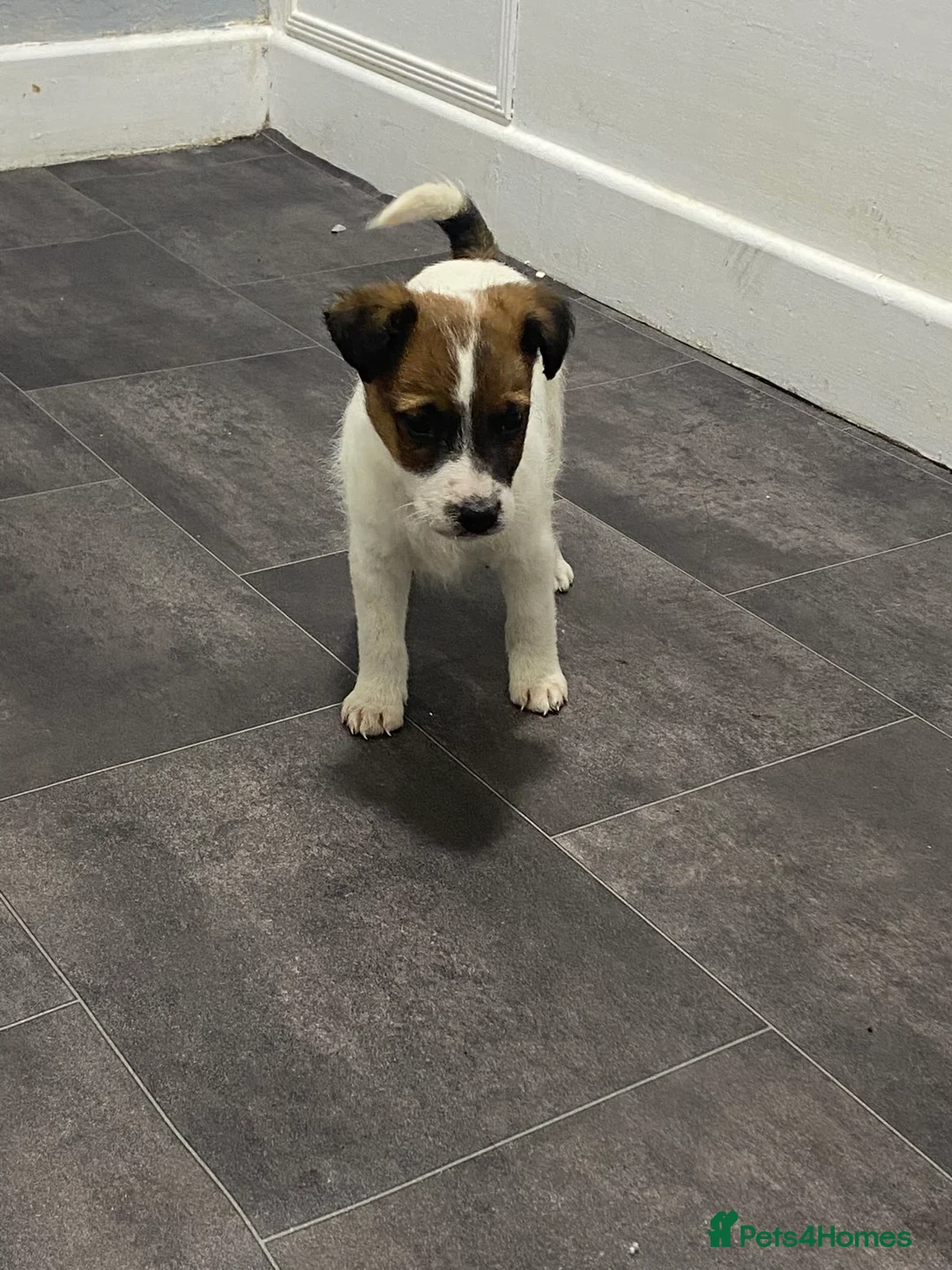 Mixed Breed dogs for sale: Jacky/Lakeland terrier  in Kilmarnock - Advert 1