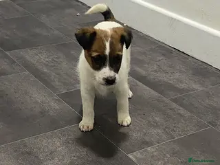 Mixed Breed dogs Jacky/Lakeland terrier - Advert 1