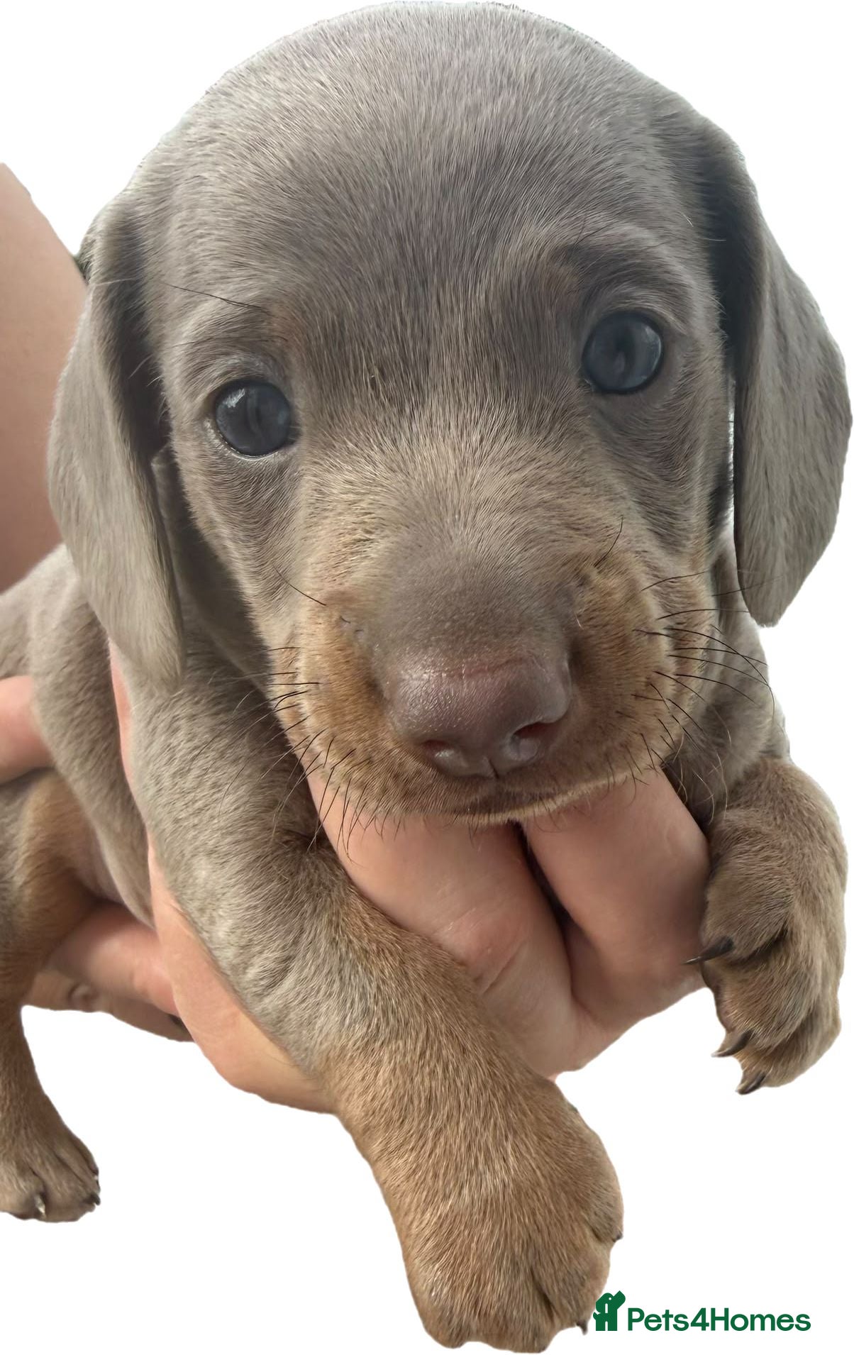 Miniature Dachshund dogs Miniature dachshund  - Advert 1