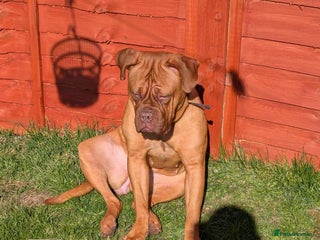 Dogue De Bordeaux dogs for sale - Advert 1