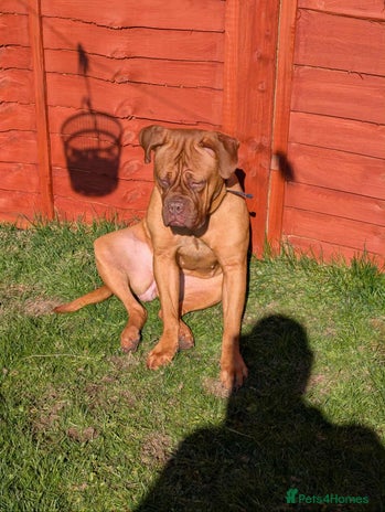Dogue De Bordeaux dogs - Advert 1