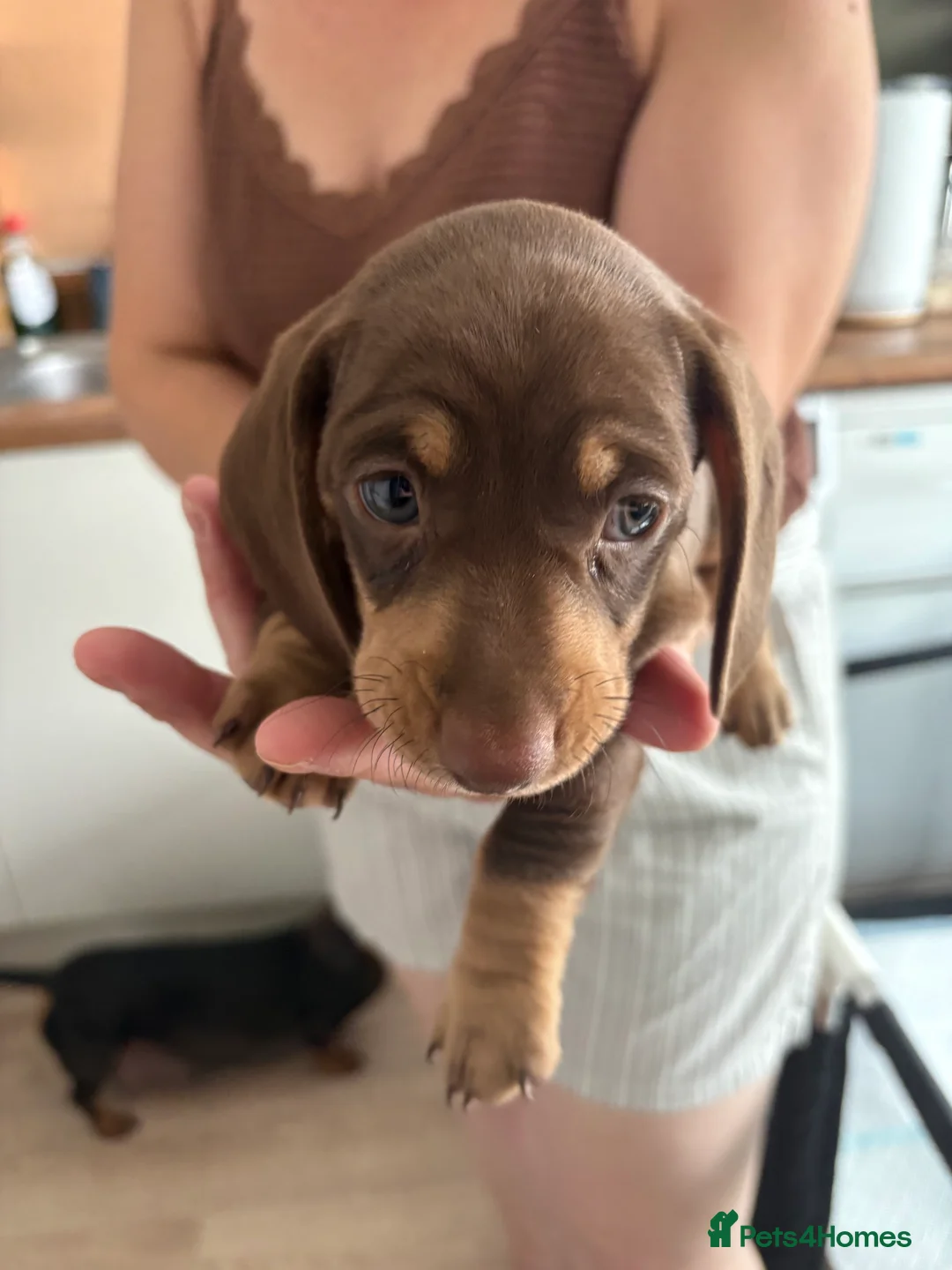 Miniature Dachshund dogs for sale: Miniature dachshunds  - Advert 33