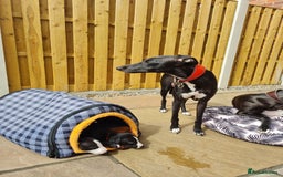 Whippet dogs for sale: Pure bred whippet puppies - Image 10