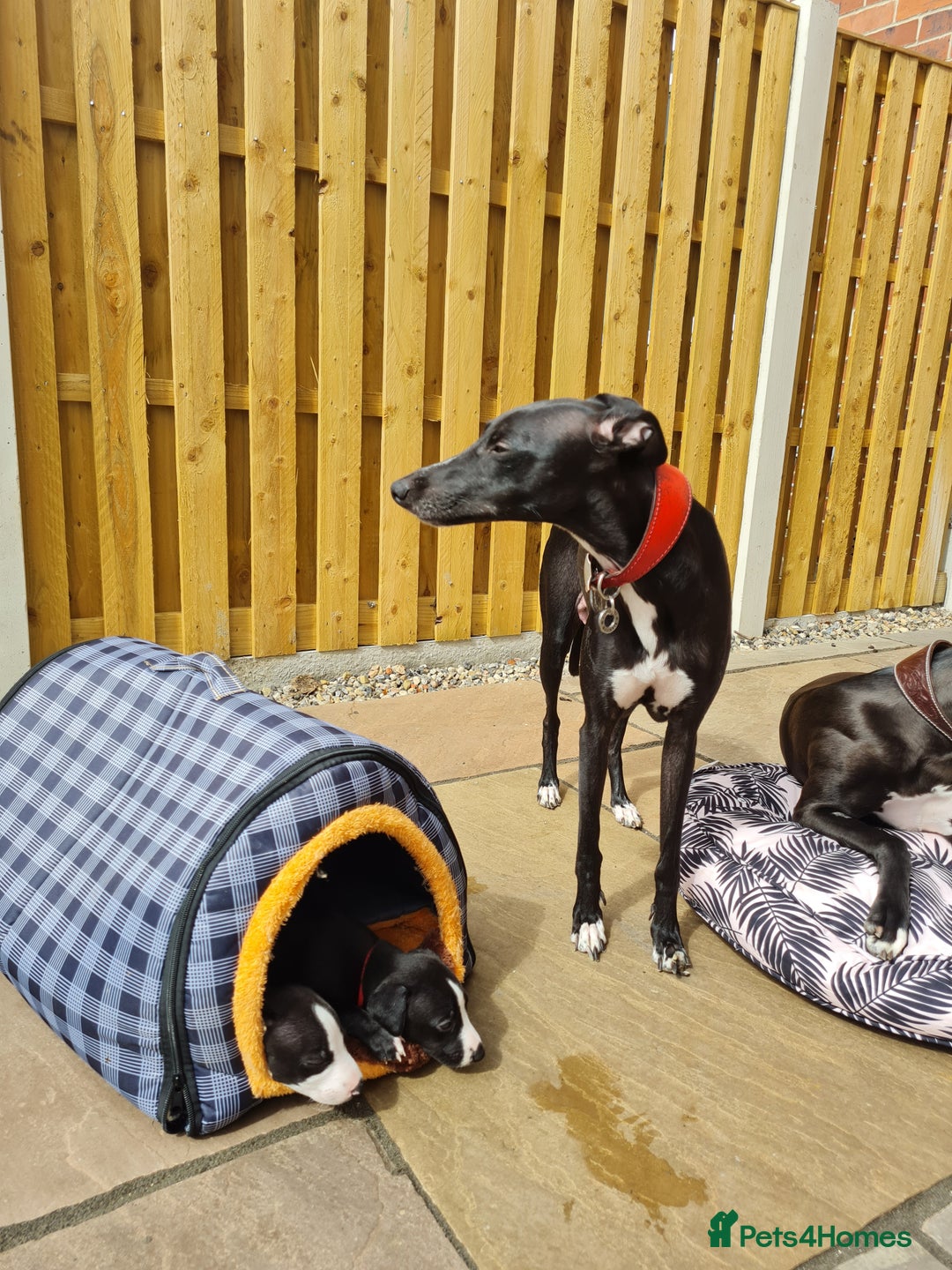 Whippet dogs for sale: Pure bred whippet puppies - Image 10