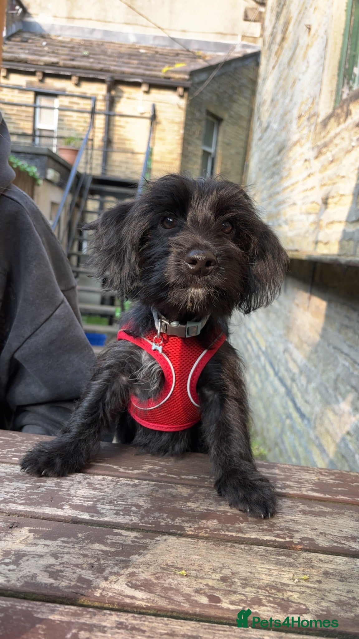 Mixed Breed dogs Yorkiepoo - wilfred - Advert 1