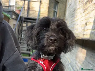 Mixed Breed dogs Yorkiepoo - wilfred - Advert 1