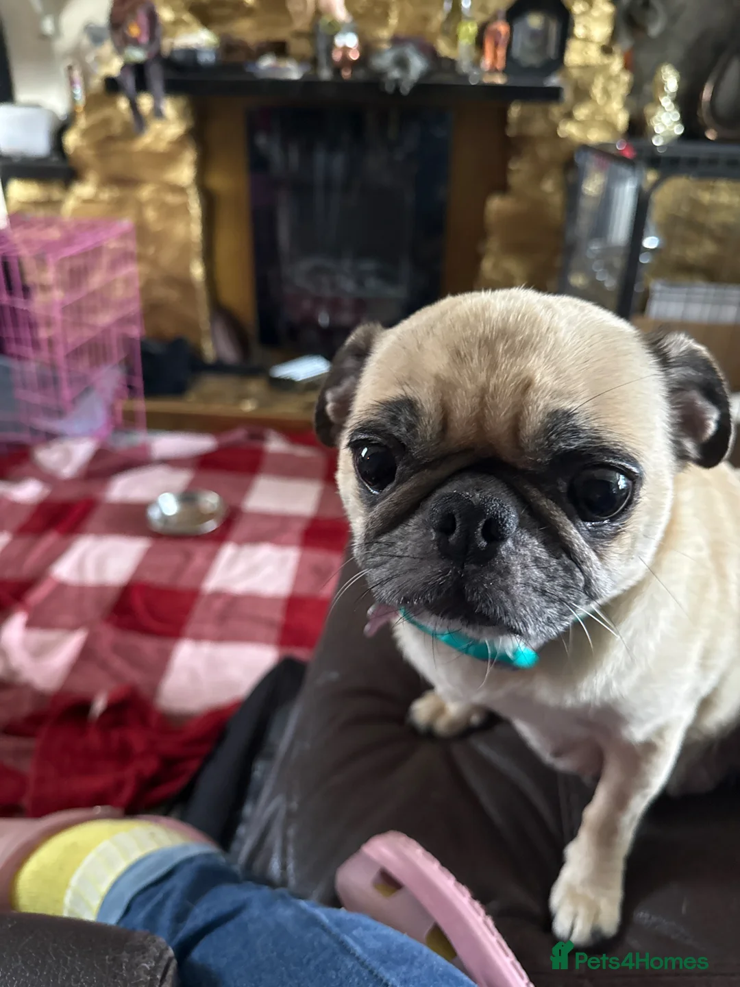 Pug dogs for sale: Stunning pug Puppies  - Advert 1