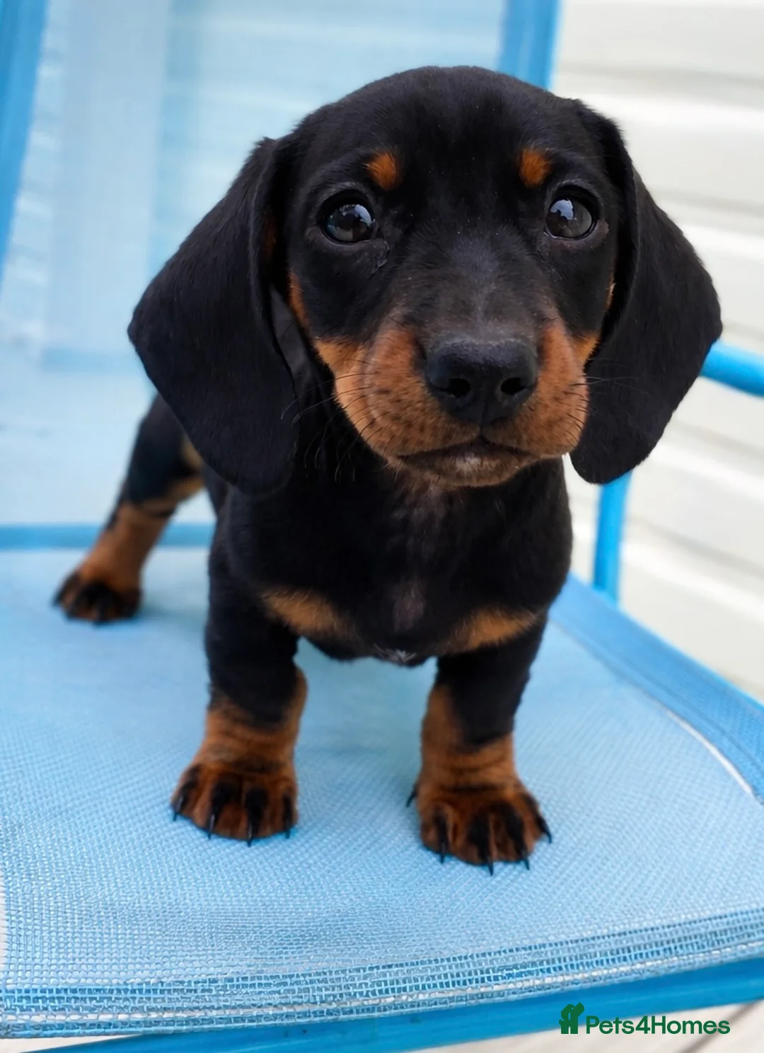 Miniature Dachshund dogs for sale: Miniature dachshund  - Advert 1