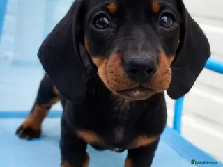 Miniature Dachshund dogs Miniature dachshund - Advert 2