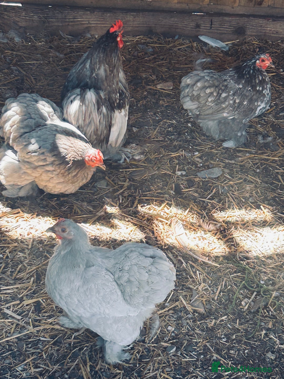 Chickens poultry for sale: Silkie and Bantams for sale - Image 3