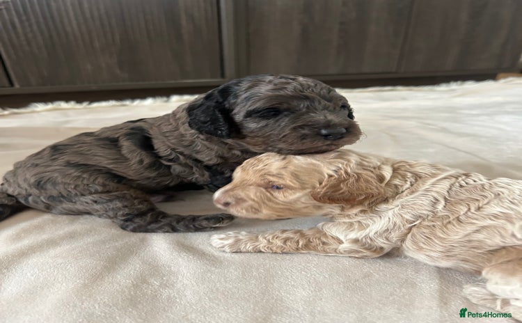 Cavapoo dogs - Advert 1