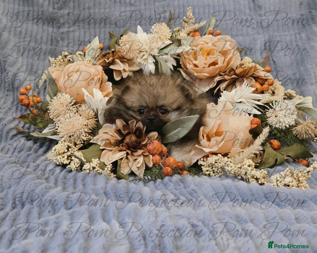 Pomeranian dogs for sale: Gorgeous Teddy Bear Pomeranian Puppies - Image 6
