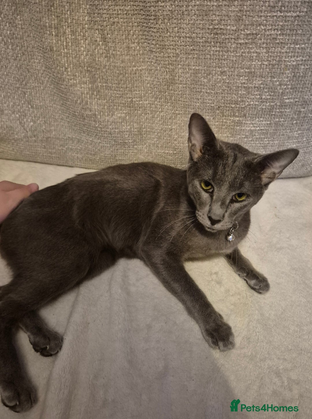 Oriental cats for sale: Beautiful blue/gray oriental kittens - Advert 7