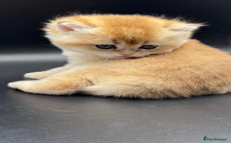 British Shorthair cats - Advert 9