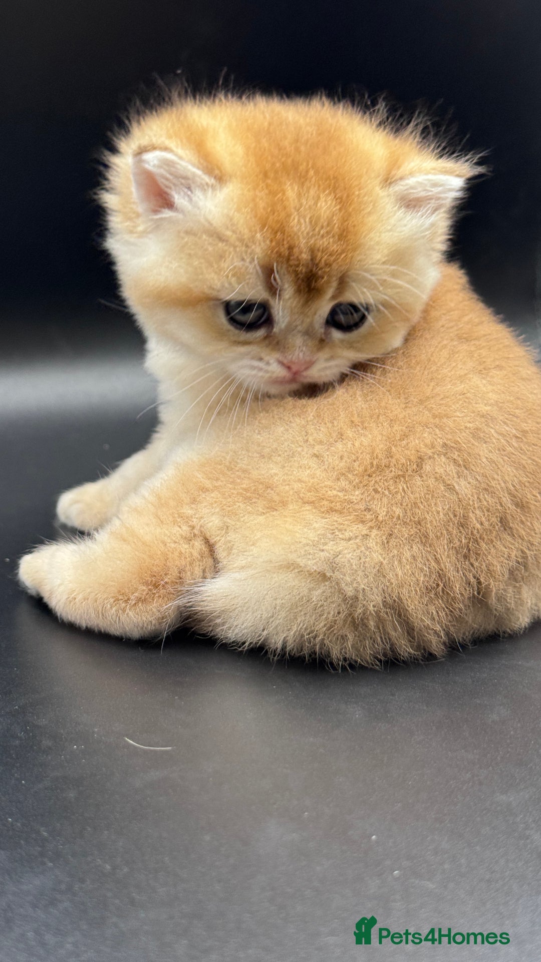 British Shorthair cats for sale: GCCF BSH GOLDEN BLACK TIPPED NY12 KITTENS - Image 1