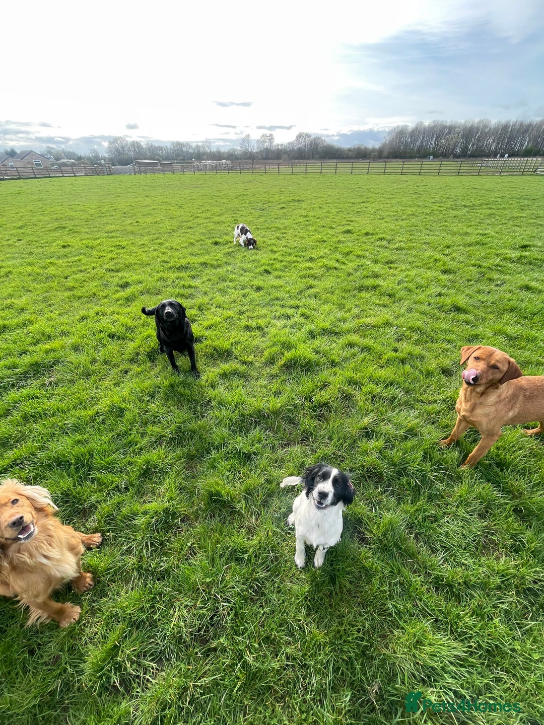 Cocker Spaniel dogs for stud: *KC HEALTH TESTED WORKING COCKER SPANIEL FOR STUD* in Darlington - Advert 9