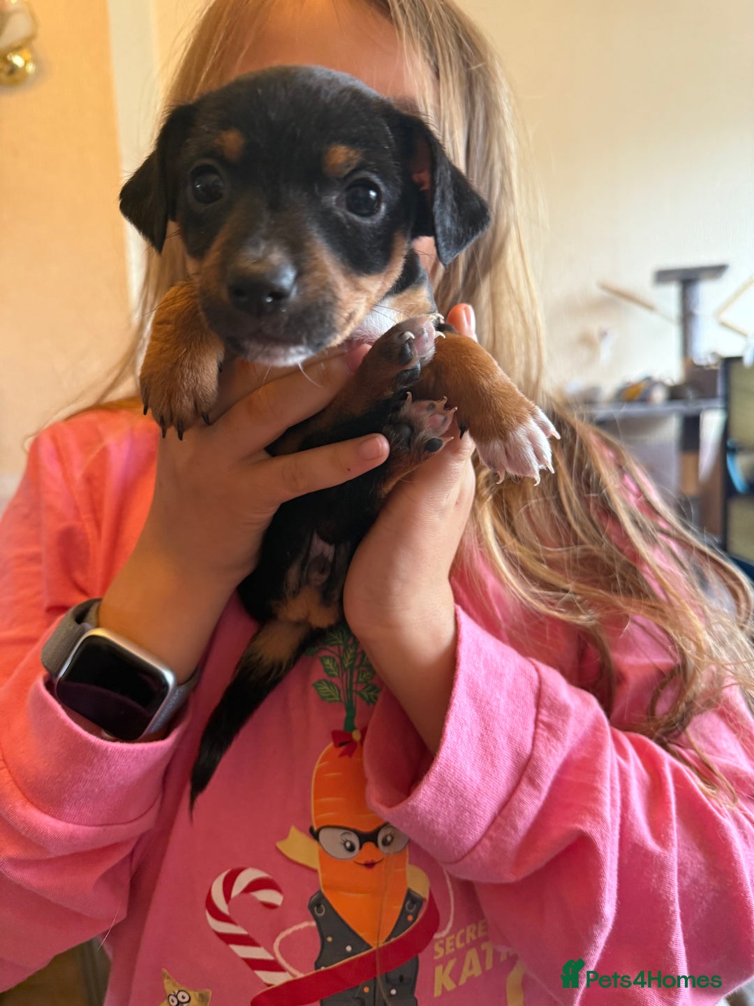 Jack Russell dogs for sale: Gorgeous Jack Russell Puppies - Image 21
