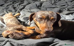 Dachshund dogs for sale: Miniture smooth haired dachshund - Image 10