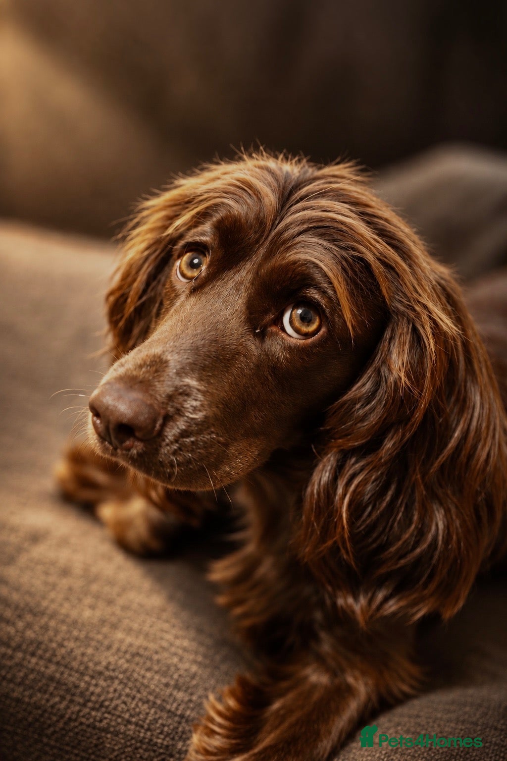 Cocker Spaniel dogs Lovely 3 Year Old Female Cocker Spaniel - Advert 1