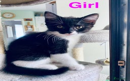 Domestic Shorthair cats for sale: Cute kittens for sale - Image 4