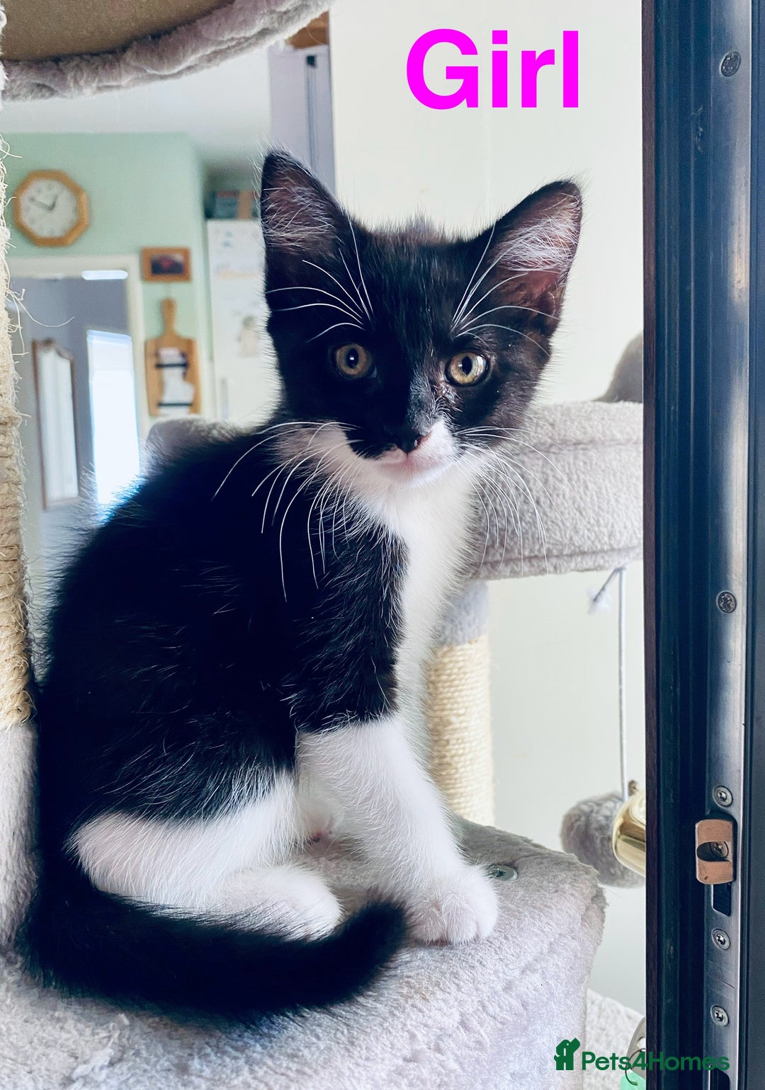 Domestic Shorthair cats for sale: Cute kittens for sale - Image 4