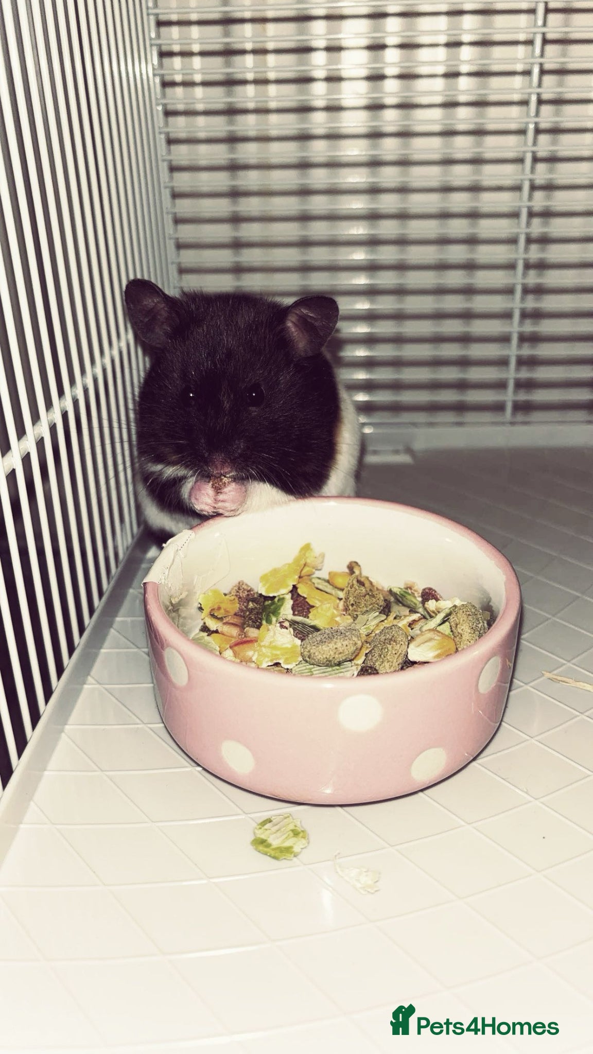 Hamster rodents Syrian Hamster - Advert 1