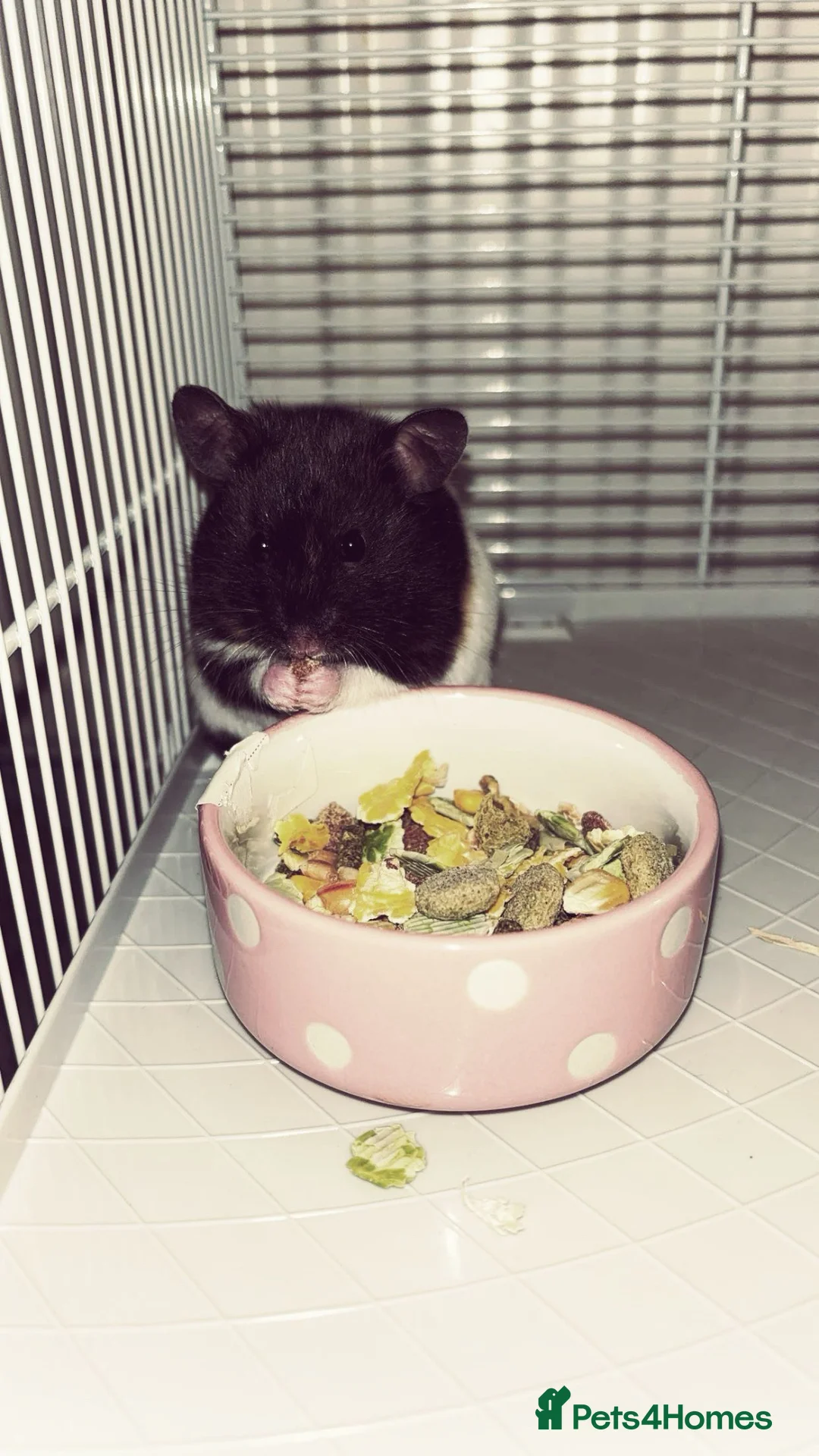 Hamster rodents for sale: Syrian Hamster in Preston - Advert 1