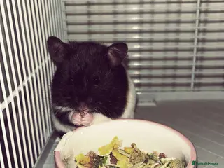 Hamster rodents Syrian Hamster - Advert 1